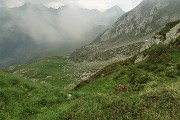74 Seguendo il sentierino tra estese fioriture di rododendri mi devo abbassare alla radura pascoliva sottostante 